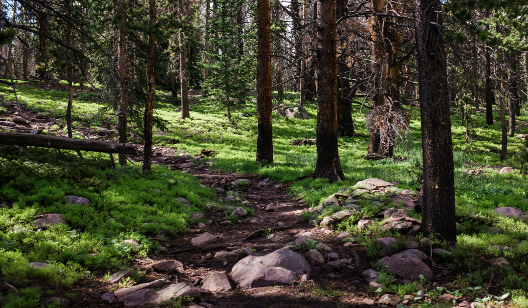 Forest trail near Big Cottonwood Canyon highlighting outdoor living near scenic townhomes in Cottonwood Heights Utah